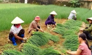 Nét đẹp của mô hình Phụ nữ đổi công tương trợ nhau phát triển kinh tế